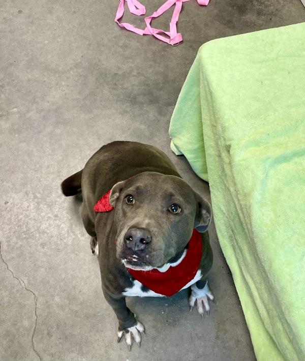 Enlarge Jingles, a Adoptable mixed breed in Lafayette, LA image 2/4