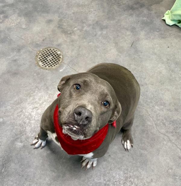 Enlarge Jingles, a Adoptable mixed breed in Lafayette, LA image 3/4