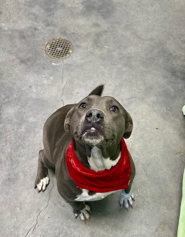 Enlarge Jingles, a Adoptable mixed breed in Lafayette, LA image 4/4