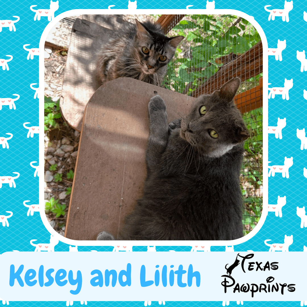Bonded Pair Kelsey & Lilith, a Adoptable mixed breed in Dallas, TX image 1/4