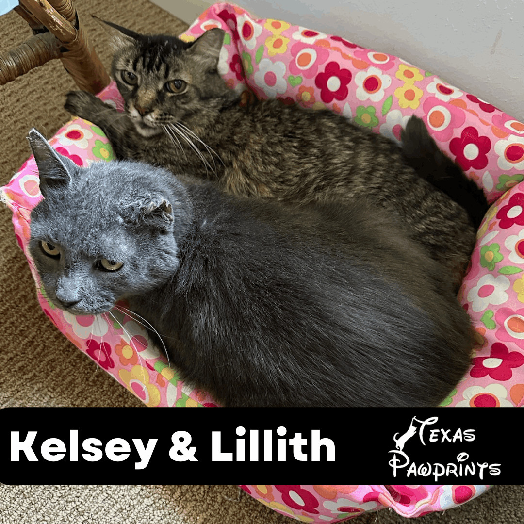 Bonded Pair Kelsey & Lilith, a Adoptable mixed breed in Dallas, TX image 2/4