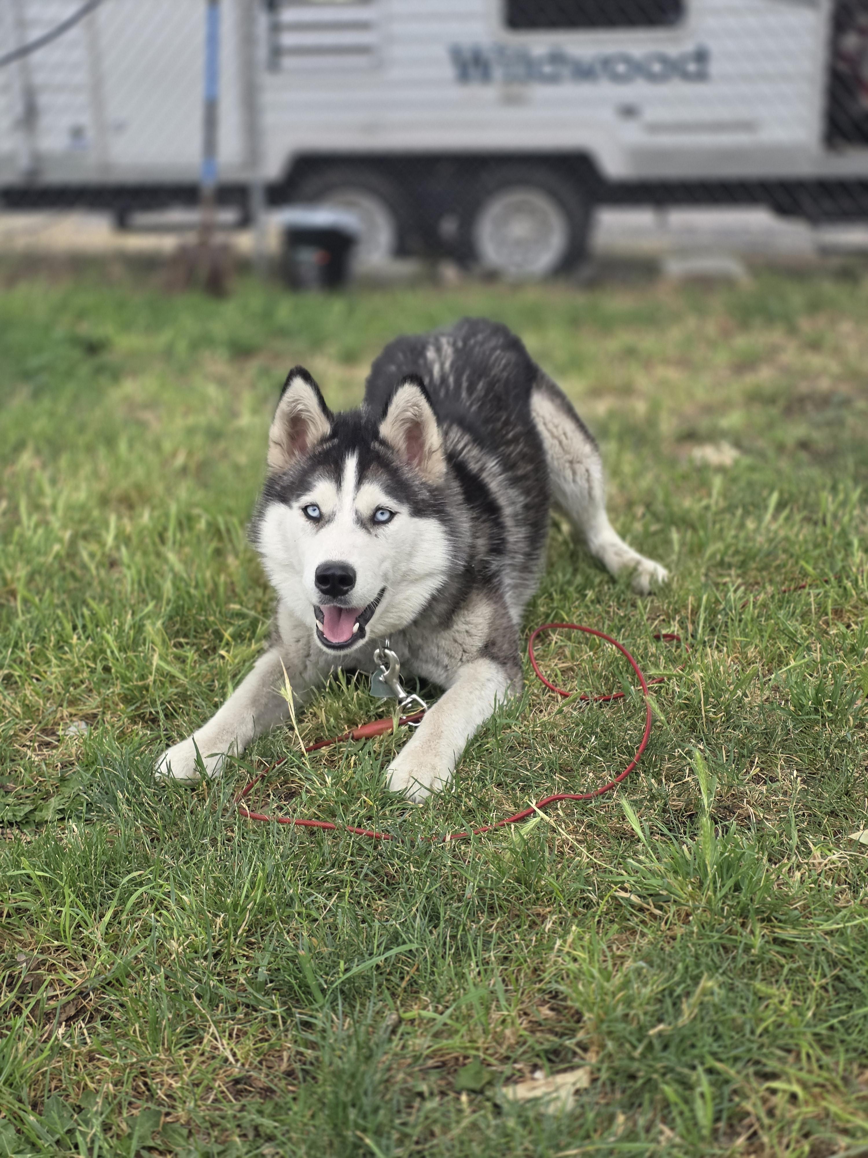 Faith, Adoptable, Young Female Husky.