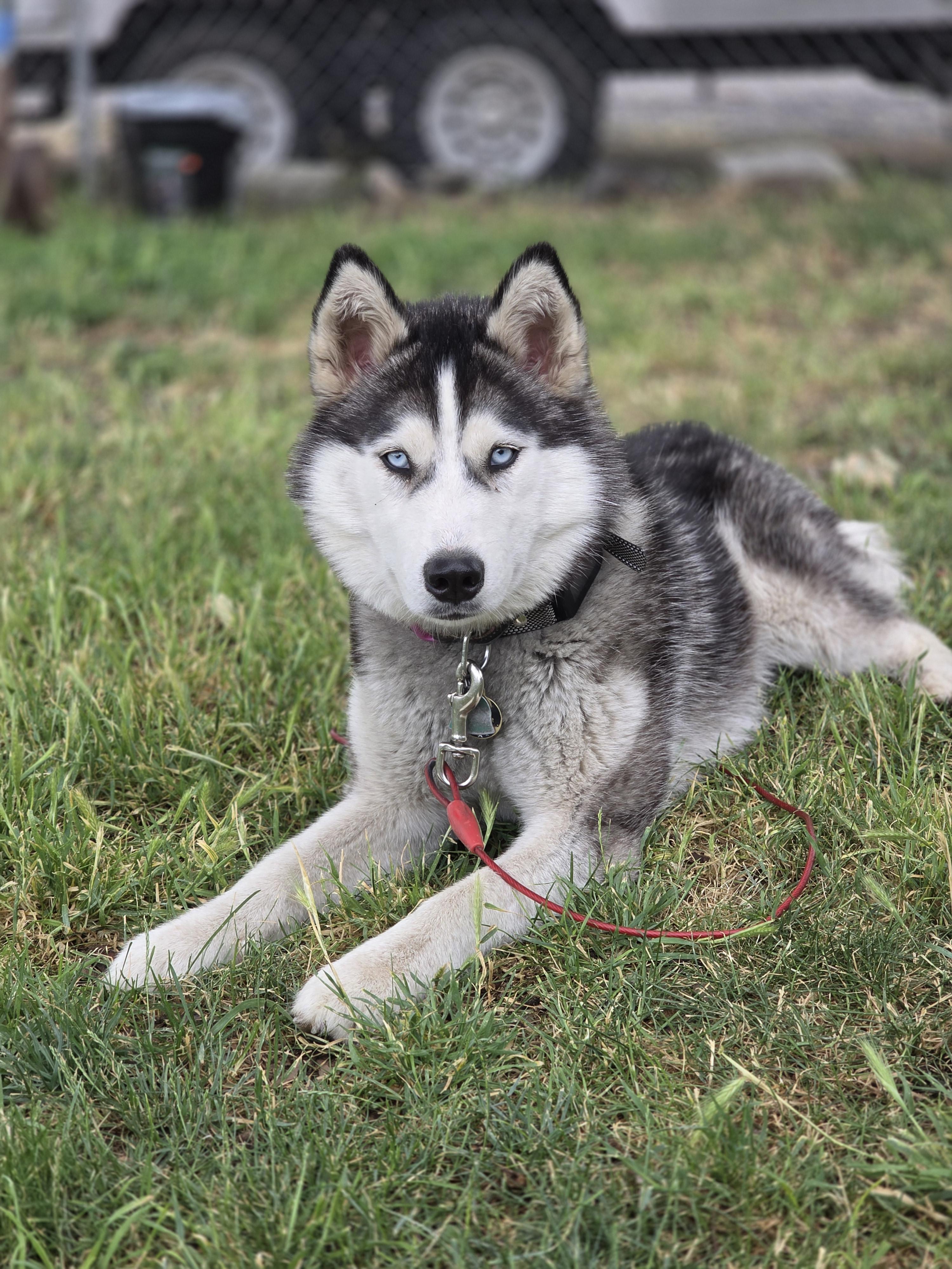 Enlarge Faith, a Adoptable Husky in Seattle, WA image 2/4