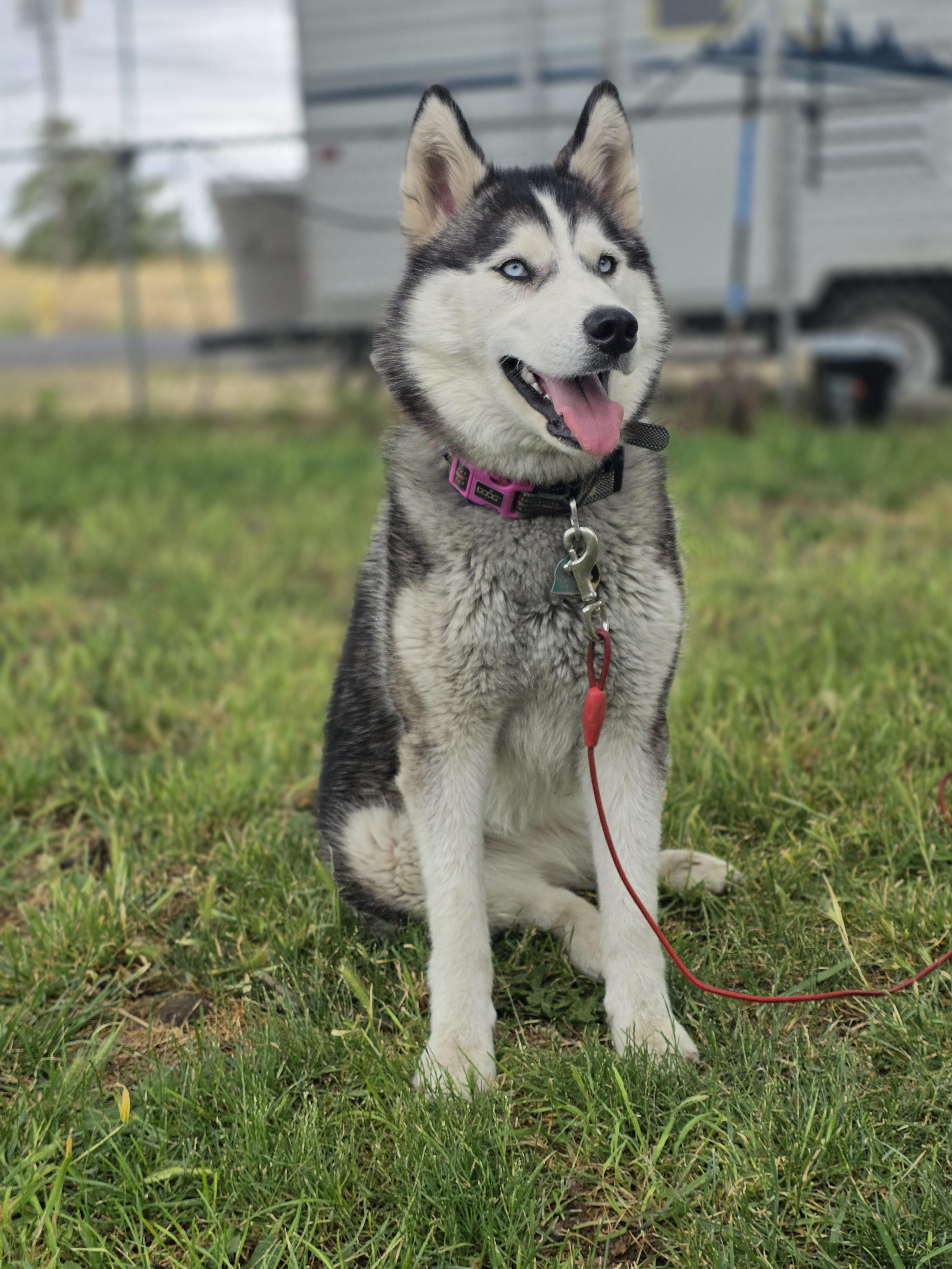 Enlarge Faith, a Adoptable Husky in Seattle, WA image 3/4