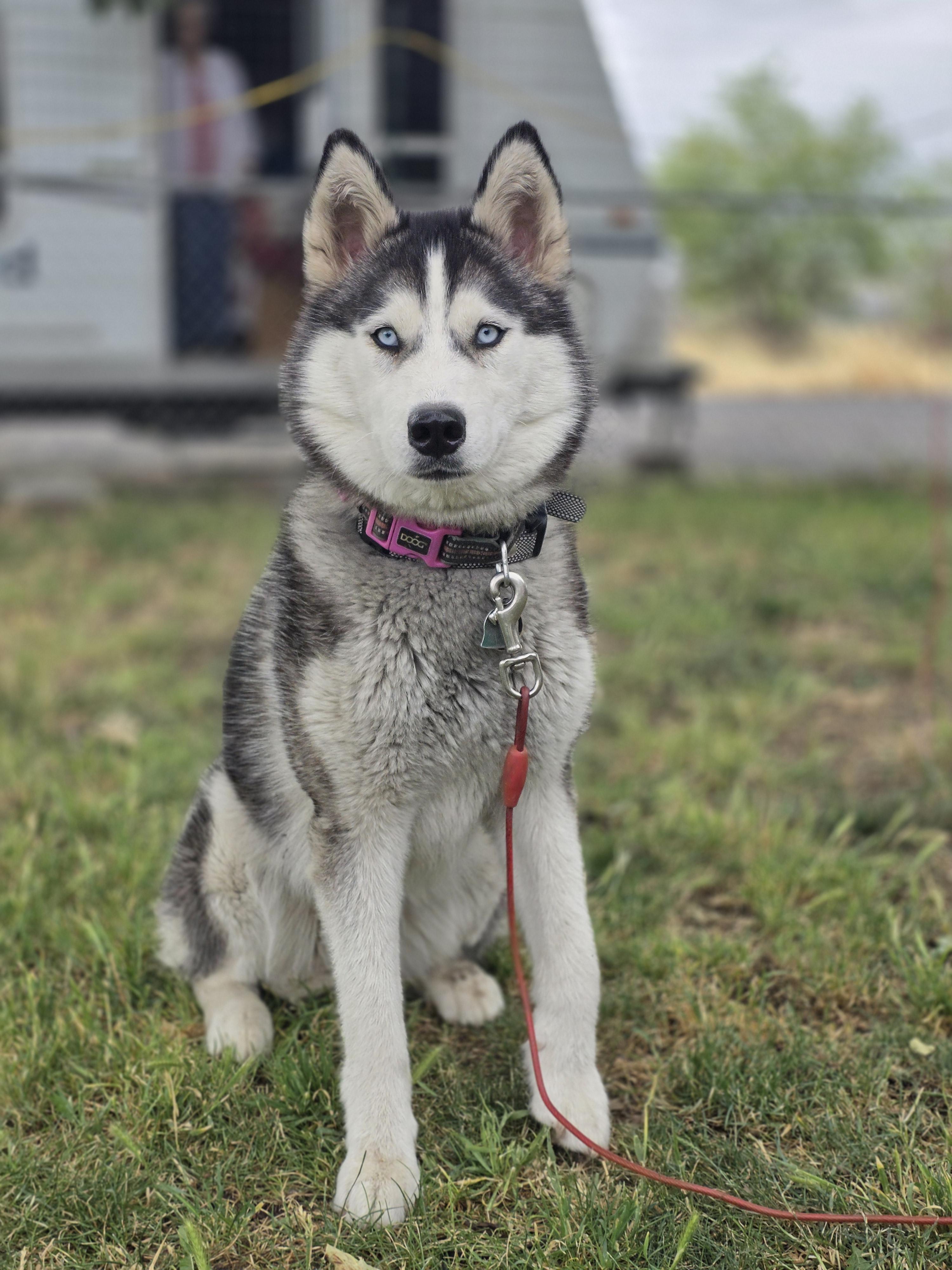 Enlarge Faith, a Adoptable Husky in Seattle, WA image 4/4