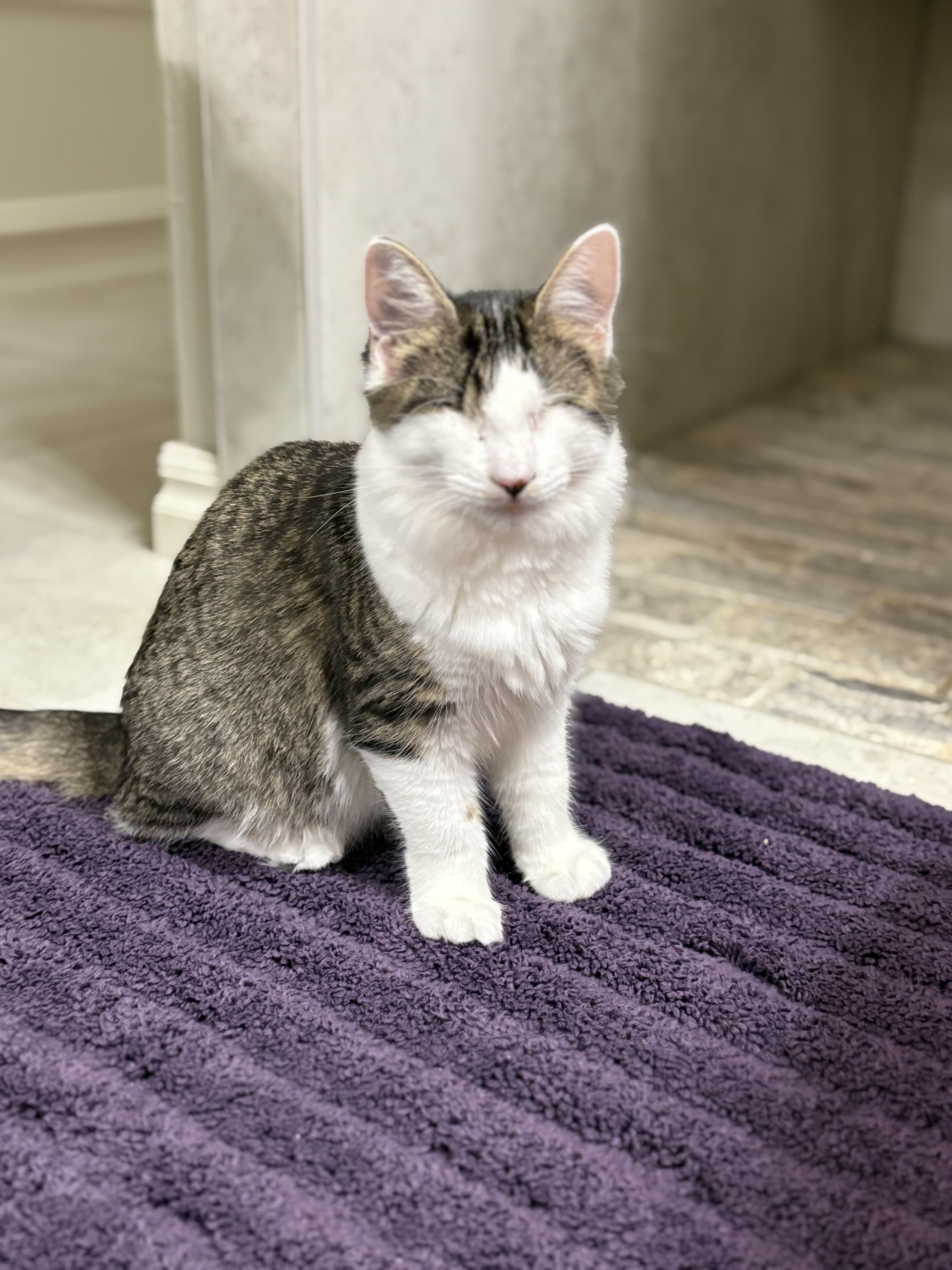 Enlarge Violet, a Adoptable Domestic Medium Hair in Choctaw, OK image 2/4
