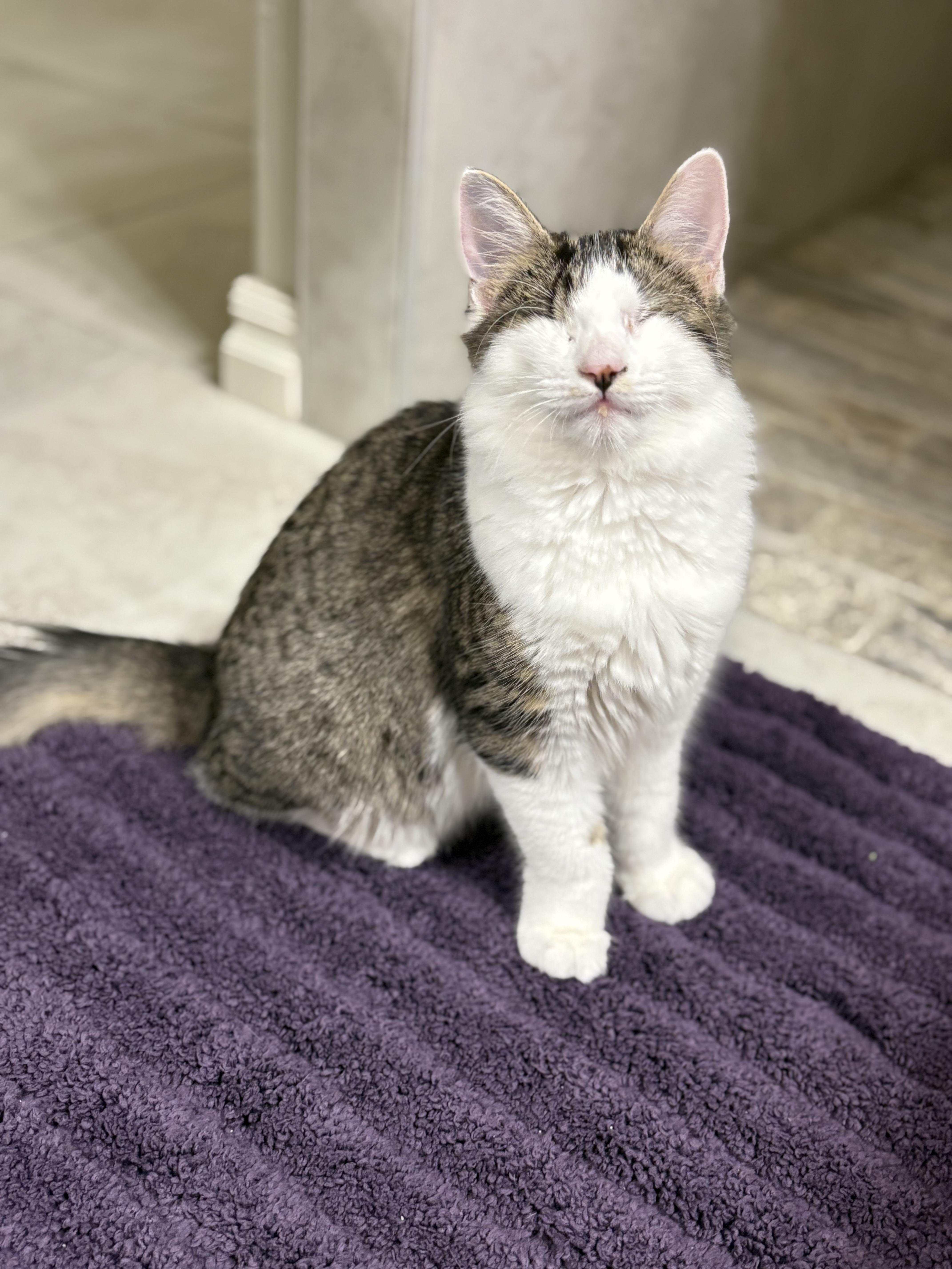 Enlarge Violet, a Adoptable Domestic Medium Hair in Choctaw, OK image 4/4