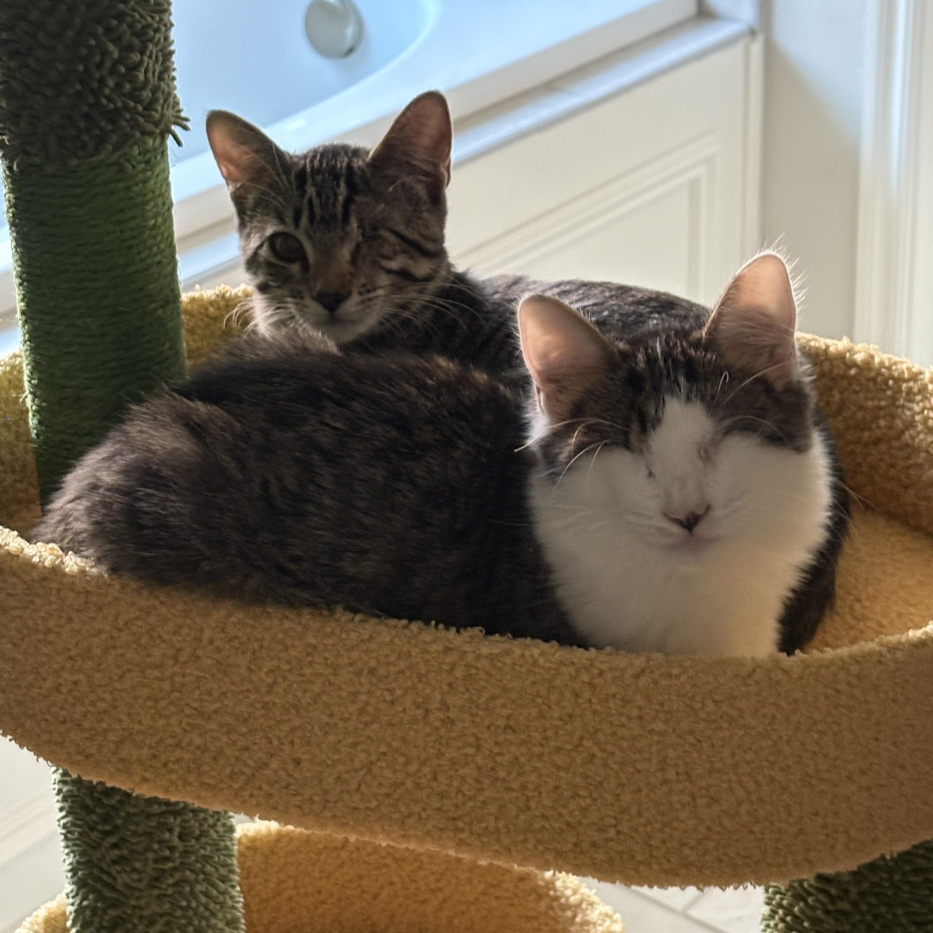 Enlarge Violet, a Adoptable Domestic Medium Hair in Choctaw, OK image 1/4