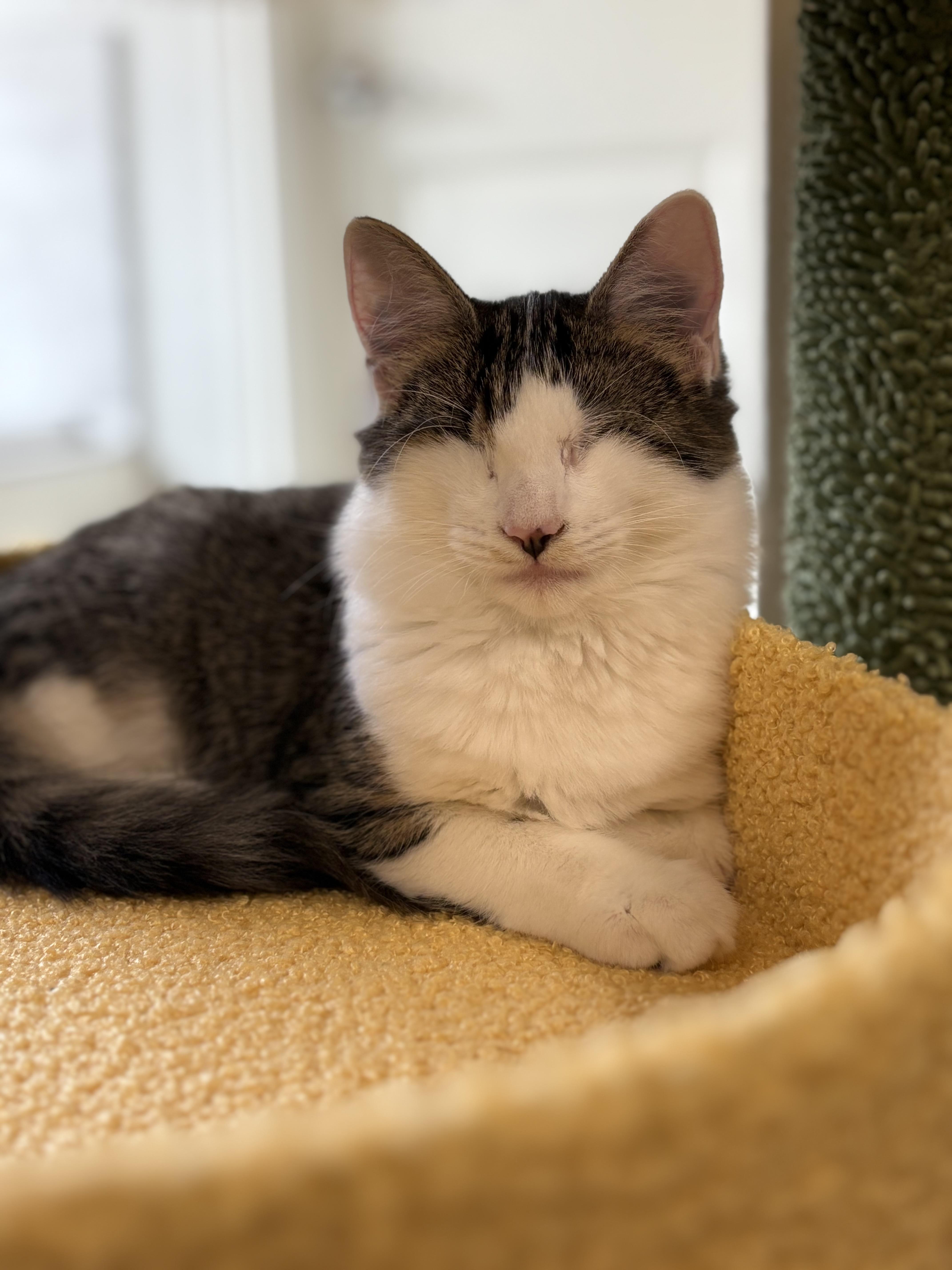 Enlarge Violet, a Adoptable Domestic Medium Hair in Choctaw, OK image 3/4