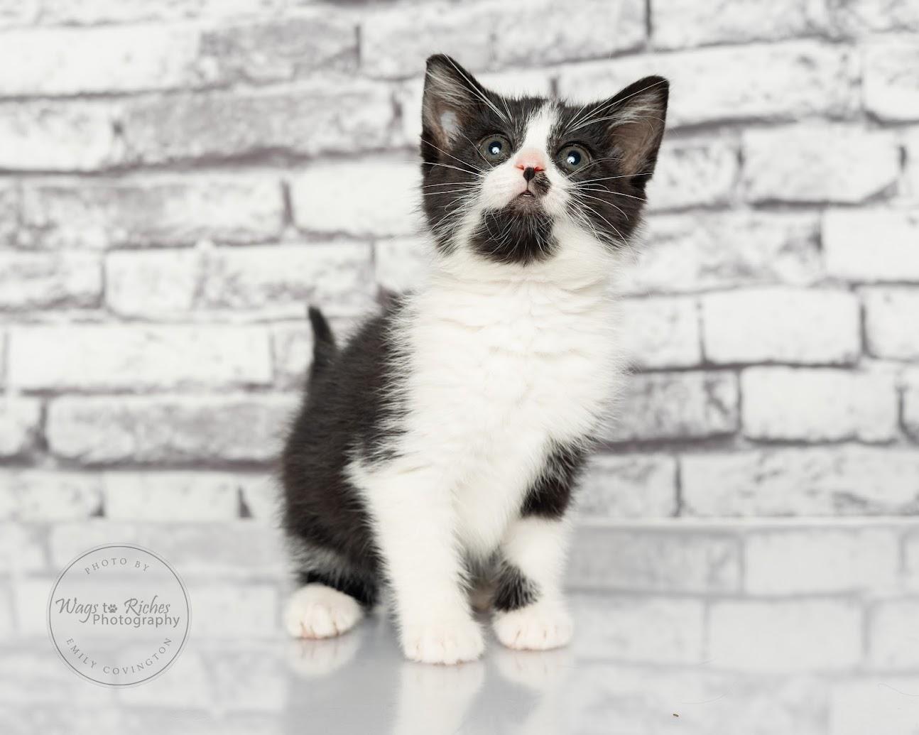 Licorice - Adopted, an adopted mixed breed in East Providence, RI image 6/6
