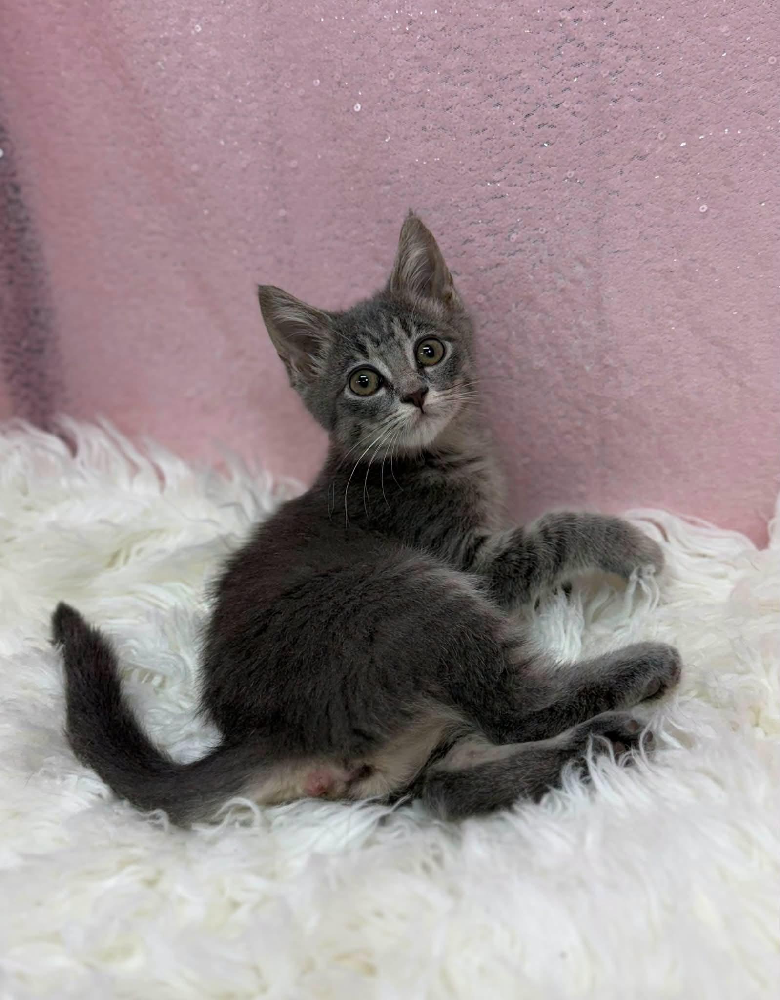 Co-Pilot, Adopted, Young Female Domestic Short Hair.