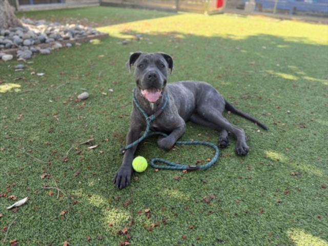 TOPO, Adoptable, Young Male Cane Corso & Mixed Breed.