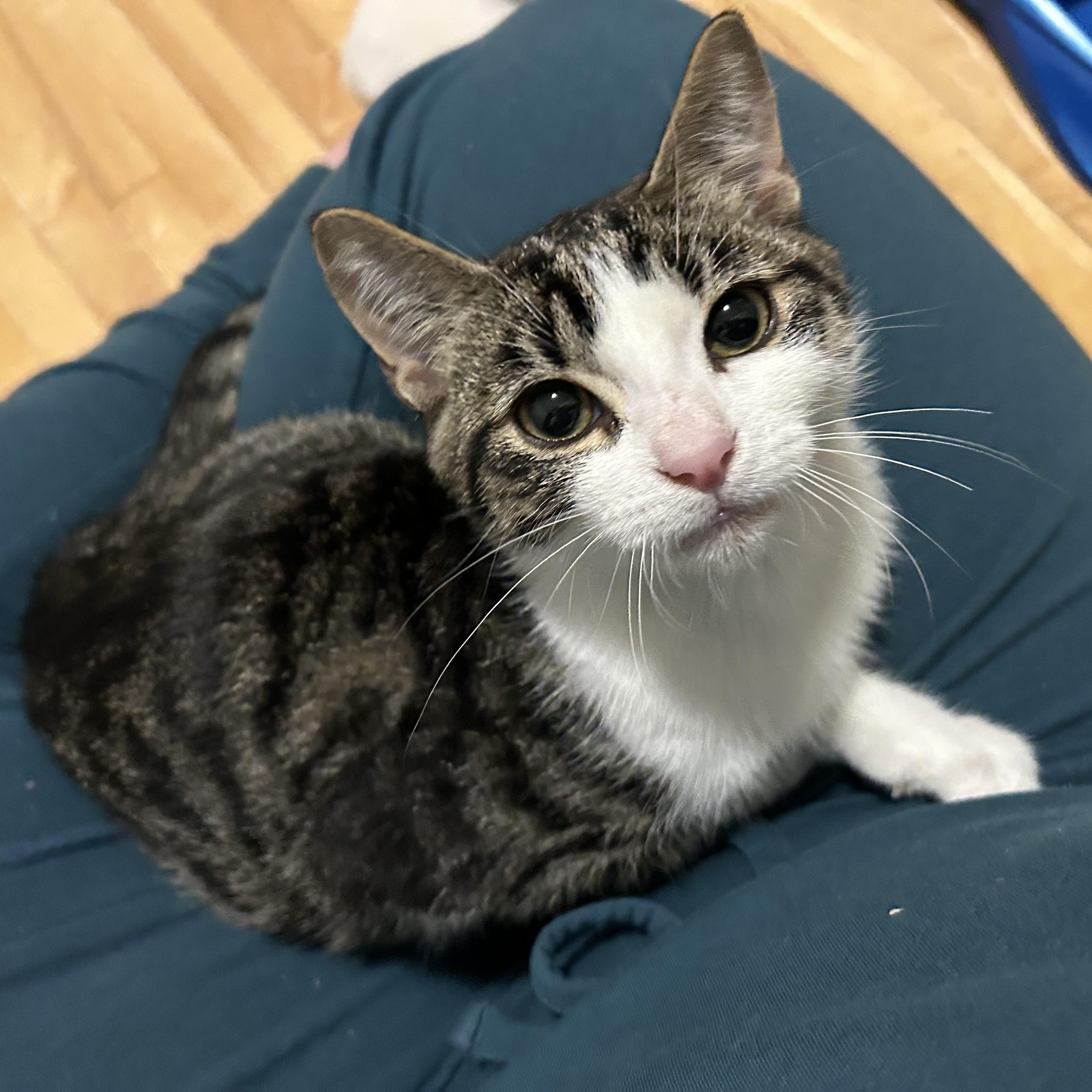 Enlarge Comet, a Adoptable Domestic Short Hair in Winnipeg, MB image 3/4