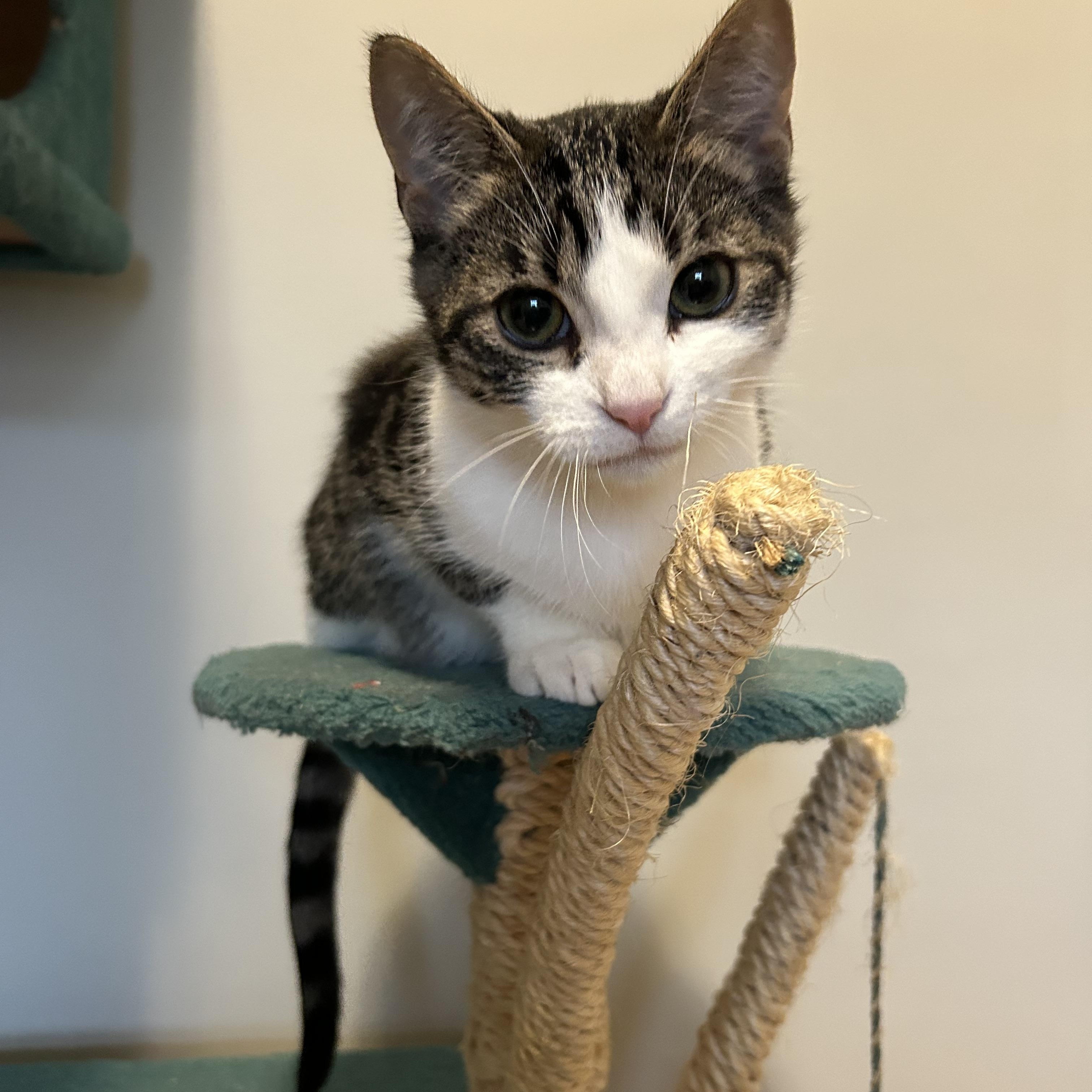 Enlarge Comet, a Adoptable Domestic Short Hair in Winnipeg, MB image 2/4