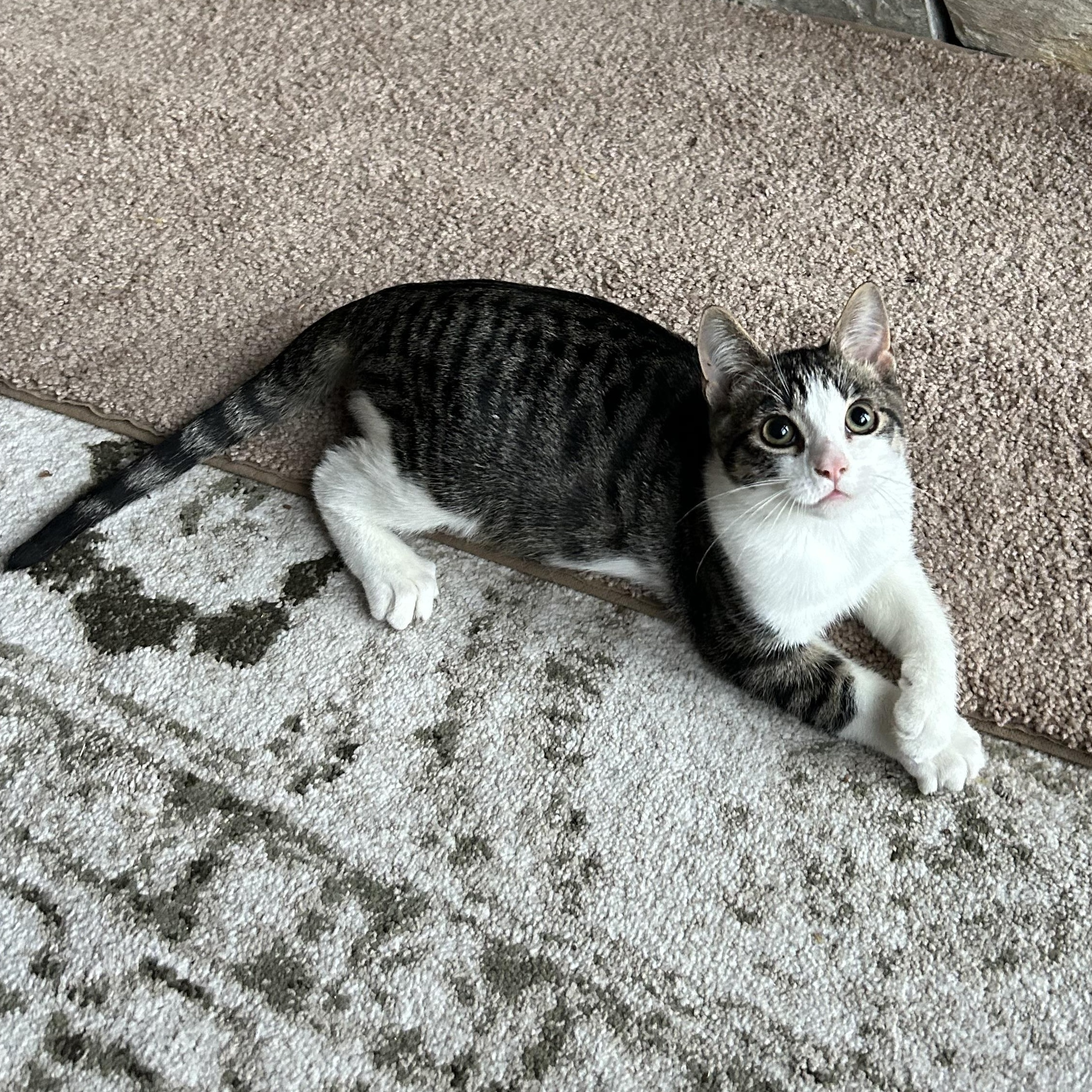 Enlarge Comet, a Adoptable Domestic Short Hair in Winnipeg, MB image 1/4