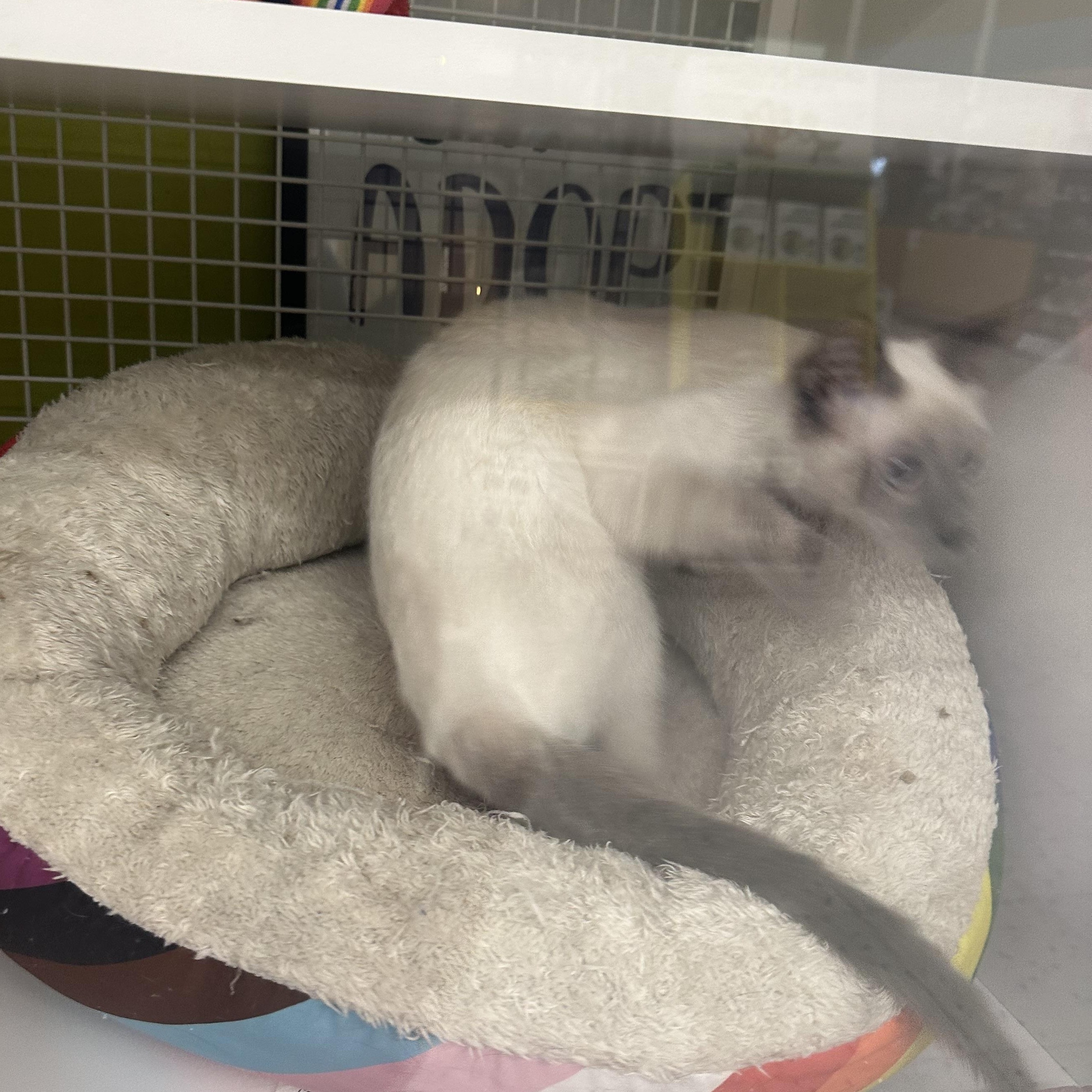 Enlarge Biscuits & Gravy (Bonded Pair), a ADOPTABLE mixed breed in Brentwood, CA image 4/6