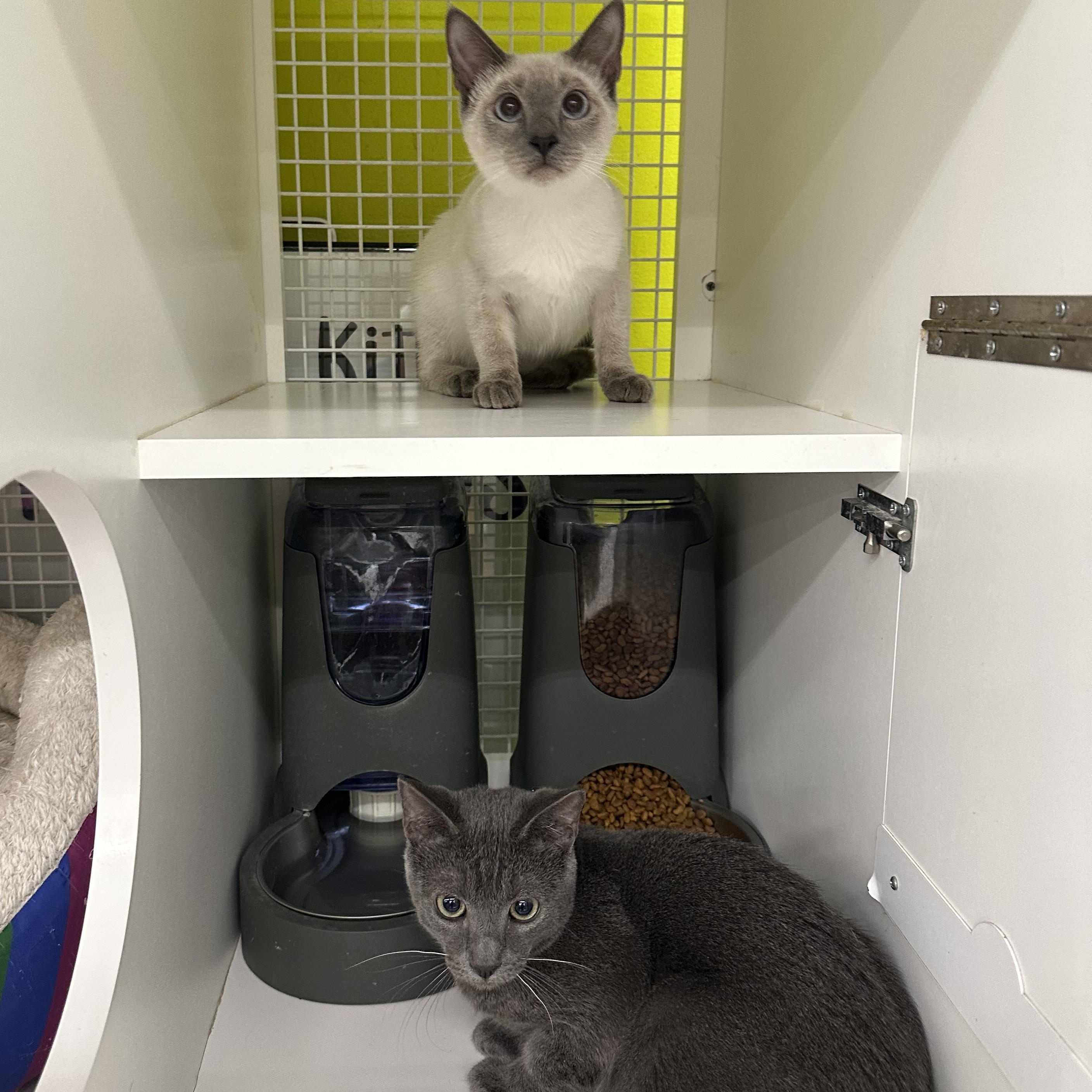 Enlarge Biscuits & Gravy (Bonded Pair), a ADOPTABLE mixed breed in Brentwood, CA image 1/6