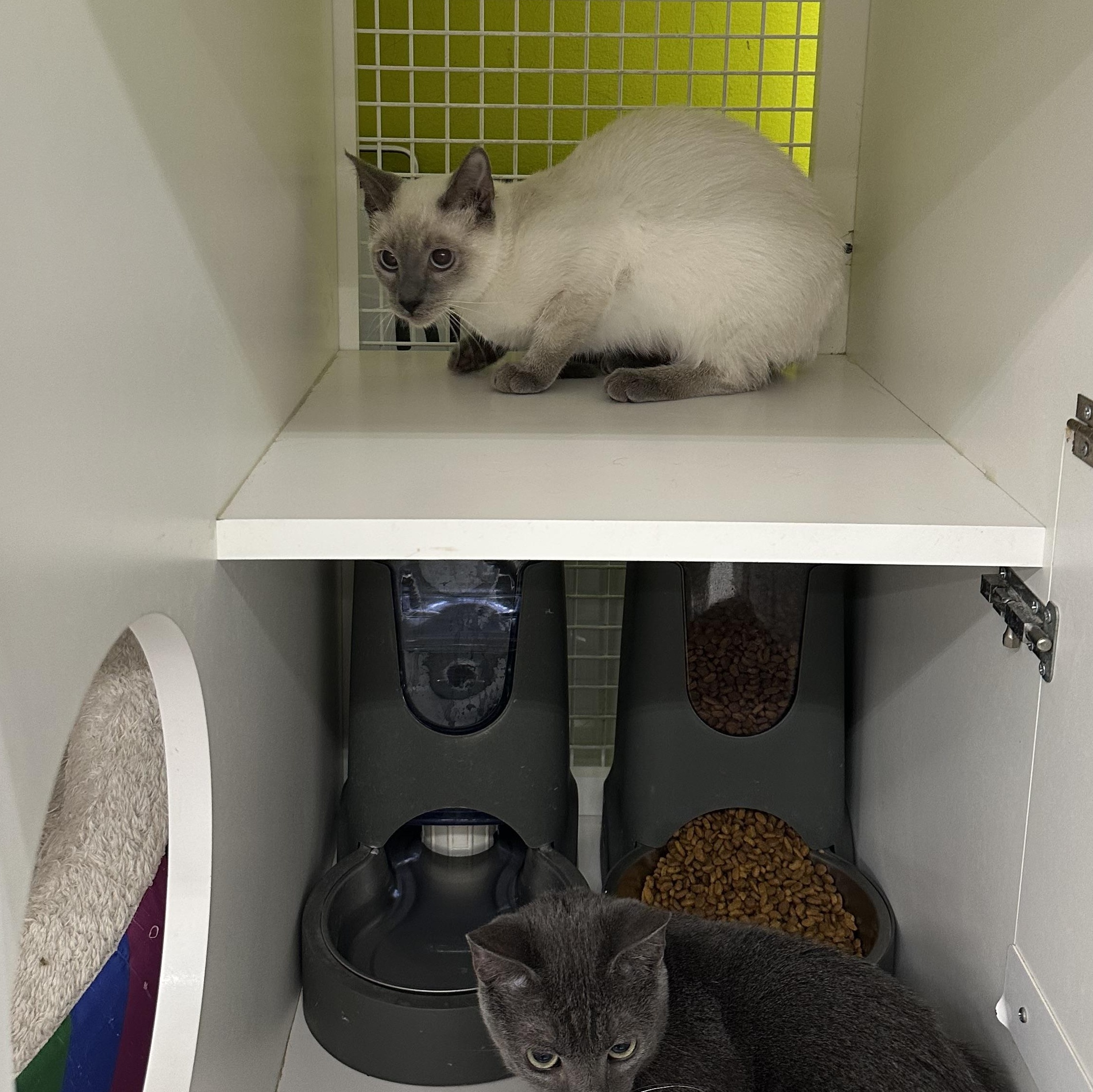 Enlarge Biscuits & Gravy (Bonded Pair), a ADOPTABLE mixed breed in Brentwood, CA image 6/6