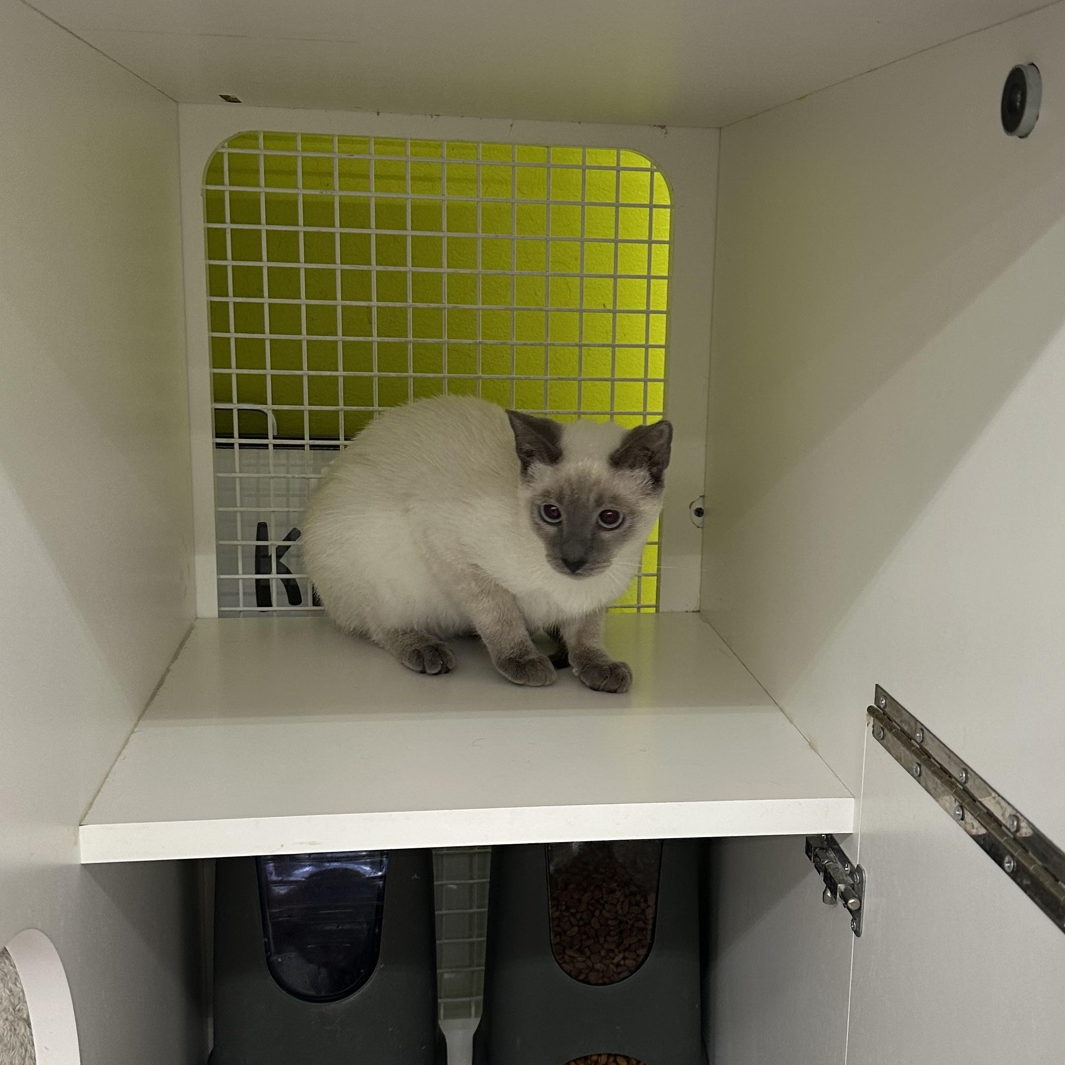 Enlarge Biscuits & Gravy (Bonded Pair), a ADOPTABLE mixed breed in Brentwood, CA image 3/6