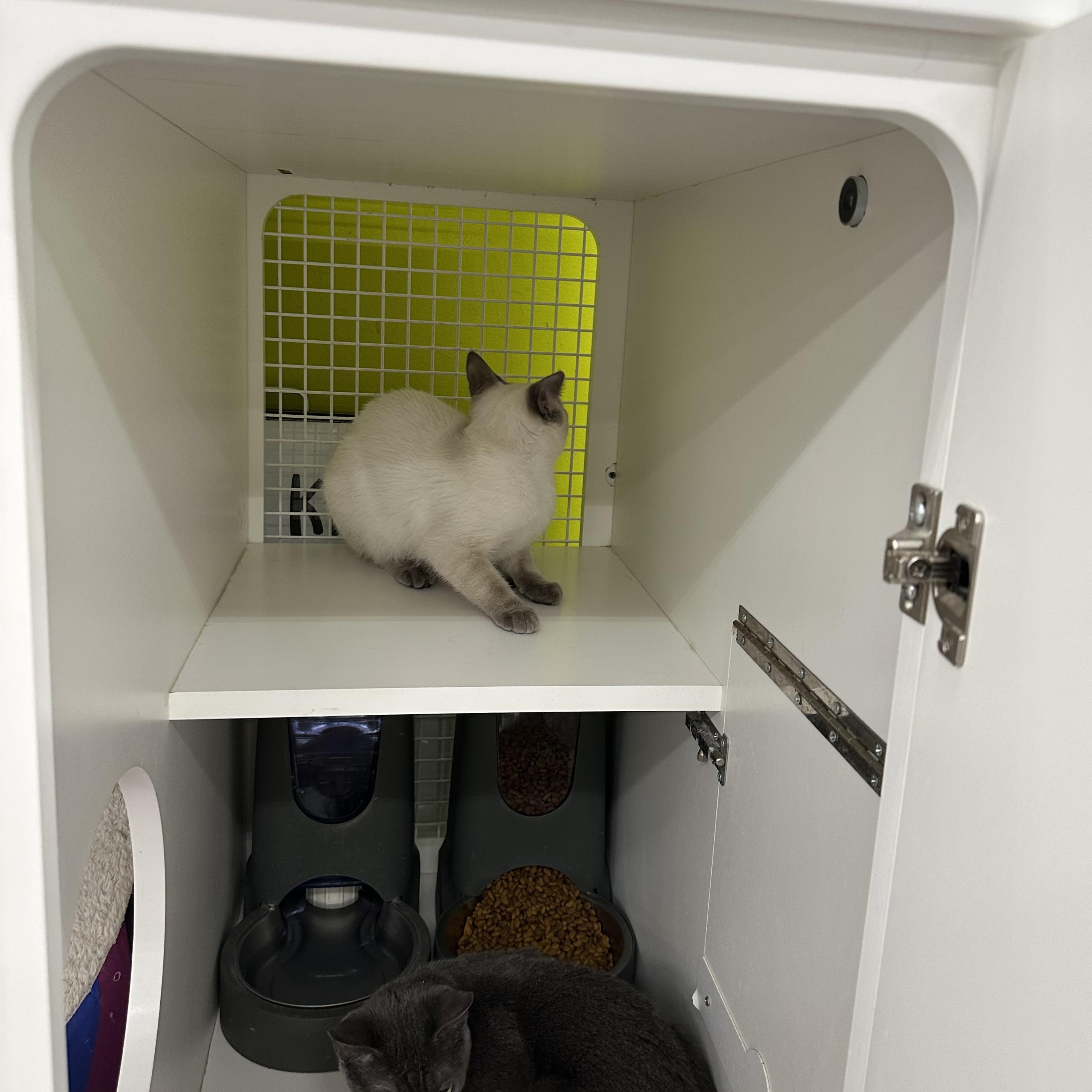 Enlarge Biscuits & Gravy (Bonded Pair), a ADOPTABLE mixed breed in Brentwood, CA image 5/6