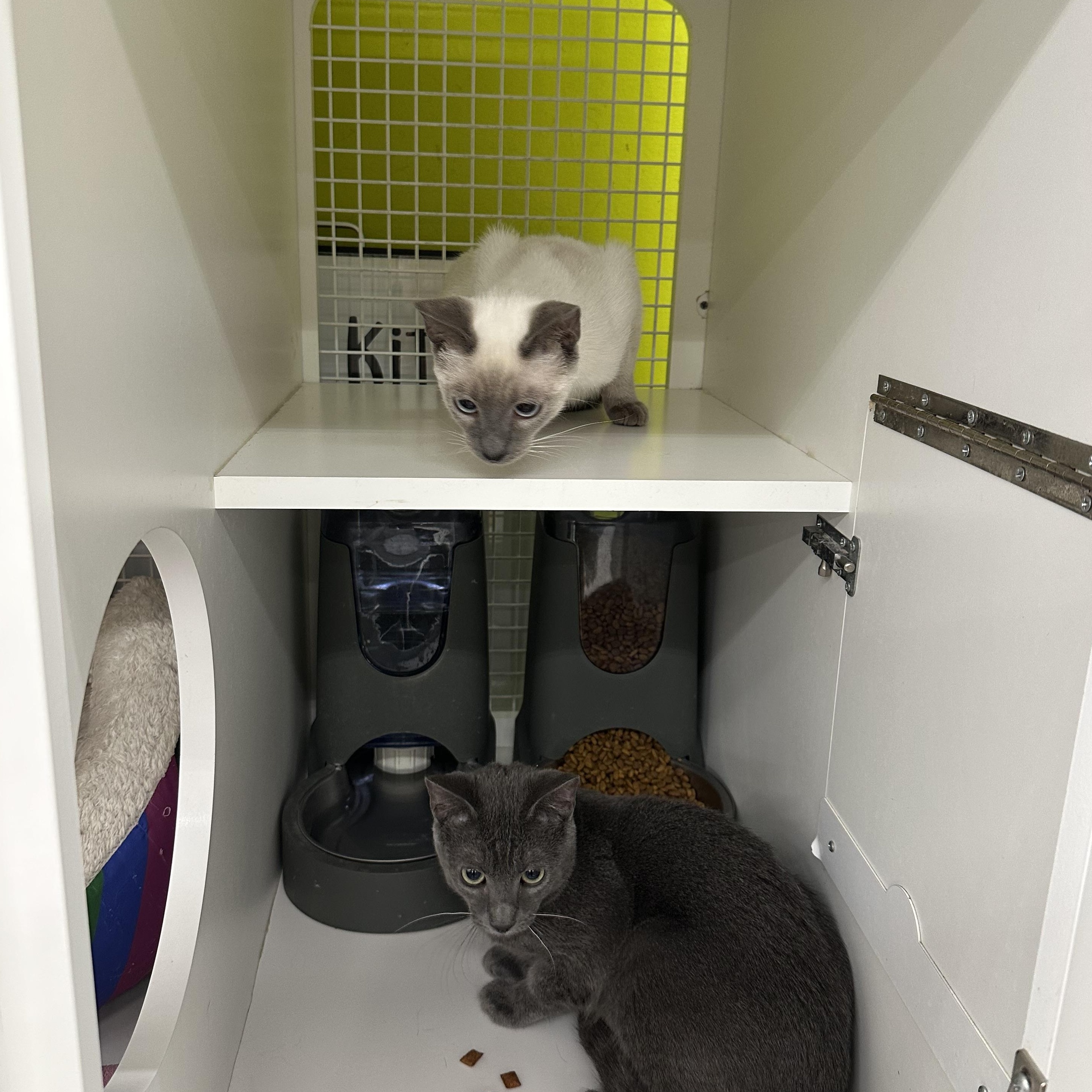 Enlarge Biscuits & Gravy (Bonded Pair), a ADOPTABLE mixed breed in Brentwood, CA image 2/6