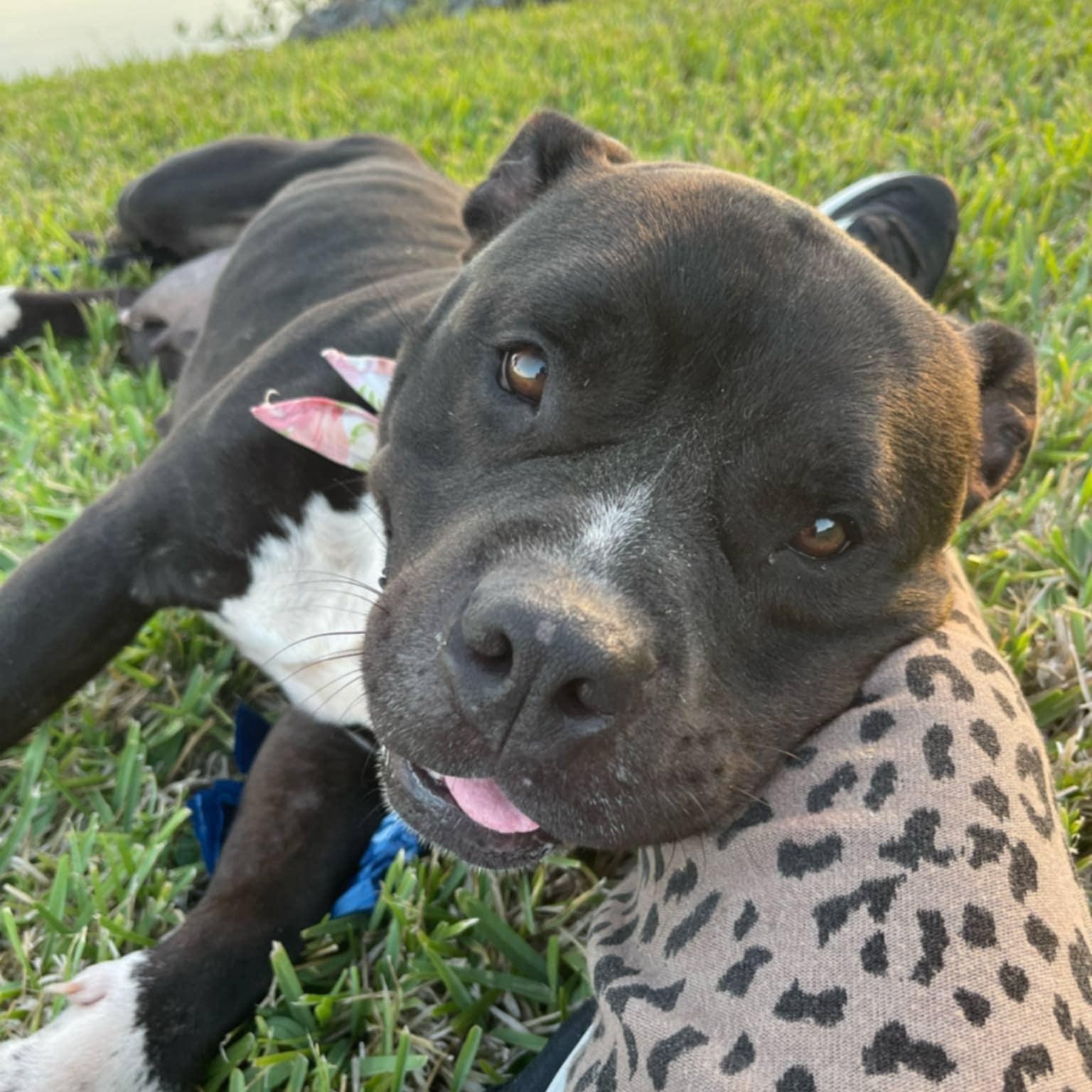 Daisy, Adult Female unknown