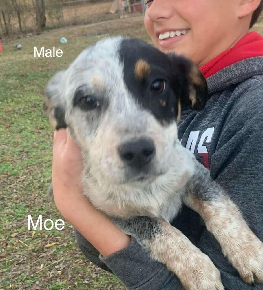 Mo, Adopted, Puppy Male Australian Cattle Dog / Blue Heeler.