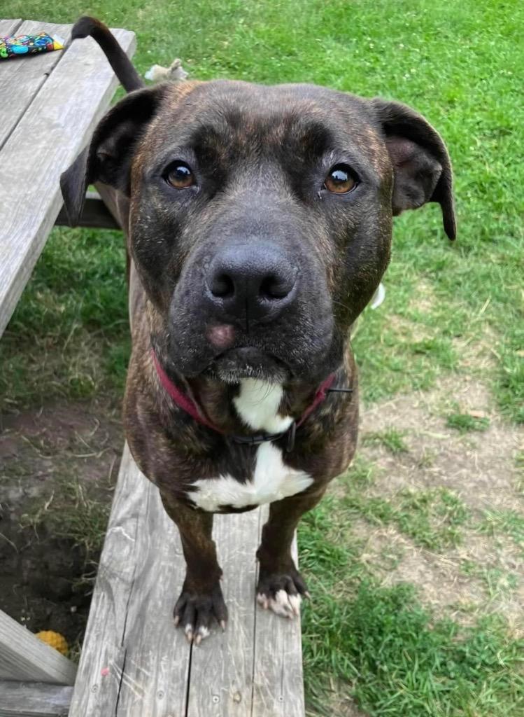 Enlarge Rayne, a Adoptable Pit Bull Terrier in Marion, OH image 2/6