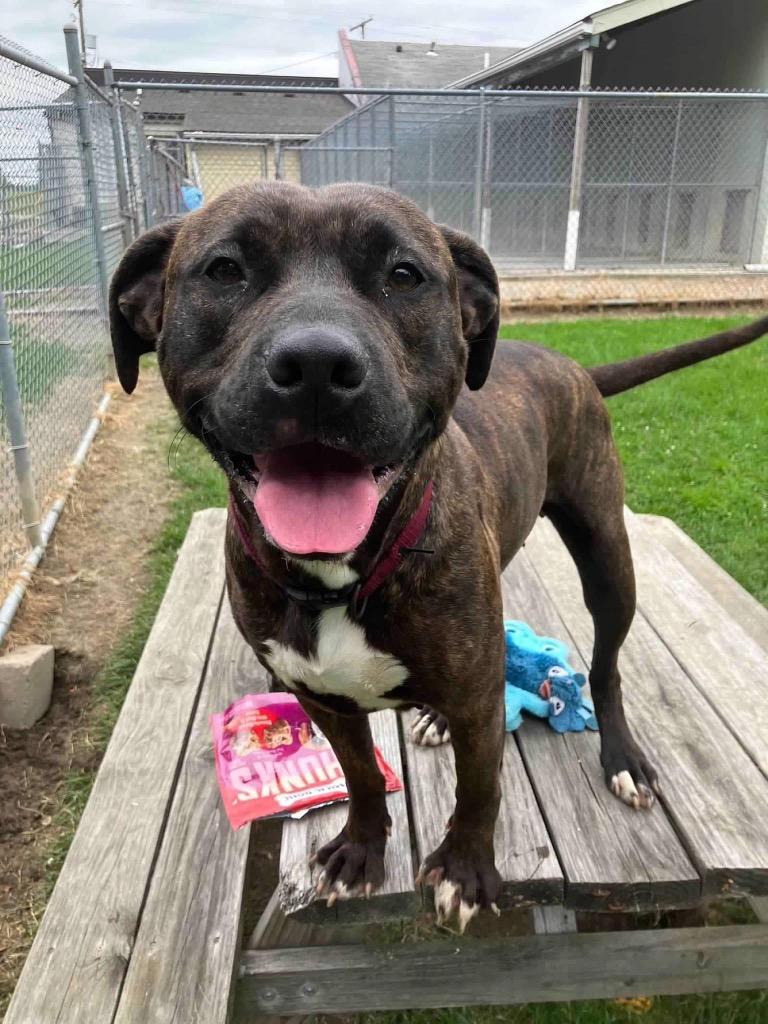 Enlarge Rayne, a Adoptable Pit Bull Terrier in Marion, OH image 1/6