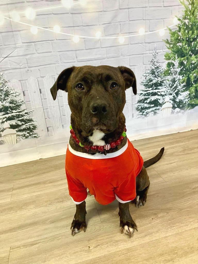 Enlarge Rayne, a Adoptable Pit Bull Terrier in Marion, OH image 2/6