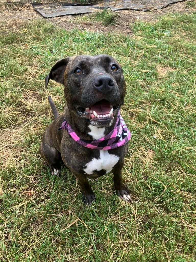 Enlarge Rayne, a Adoptable Pit Bull Terrier in Marion, OH image 3/6