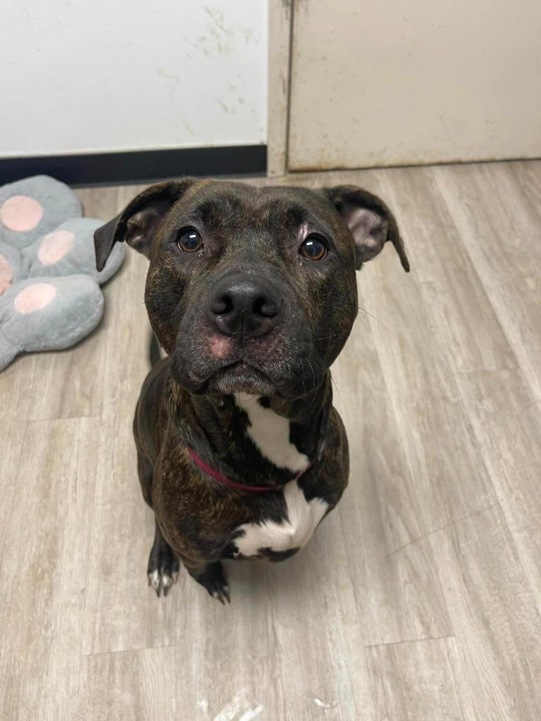 Enlarge Rayne, a Adoptable Pit Bull Terrier in Marion, OH image 5/6