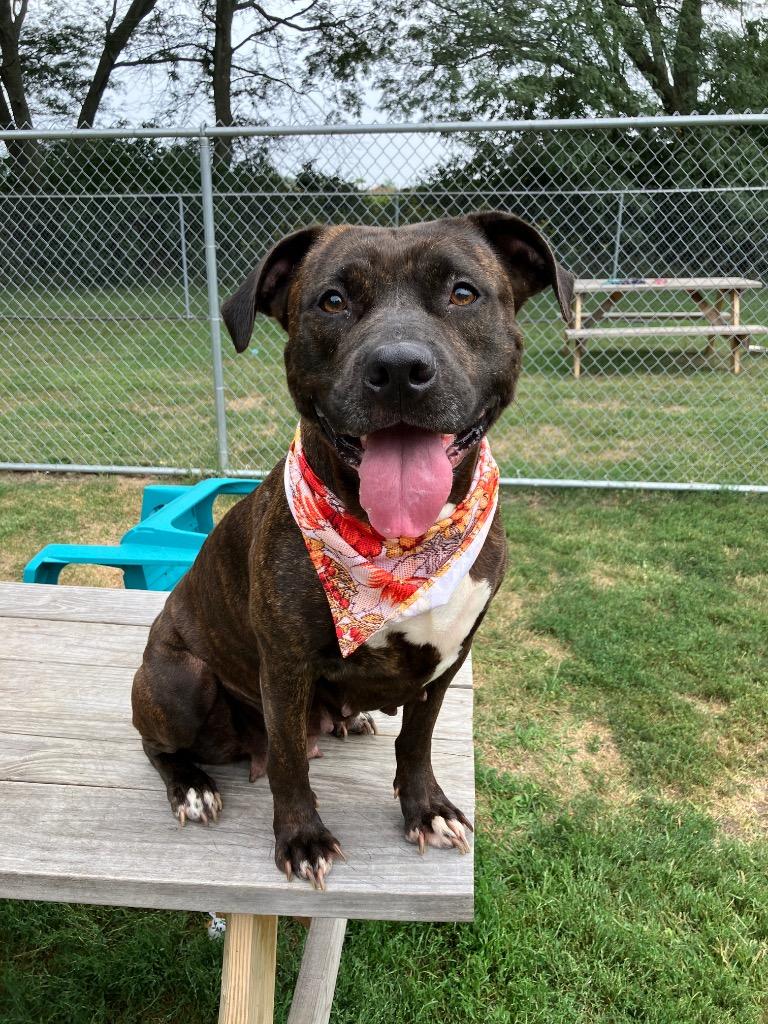Enlarge Rayne, a Adoptable Pit Bull Terrier in Marion, OH image 6/6