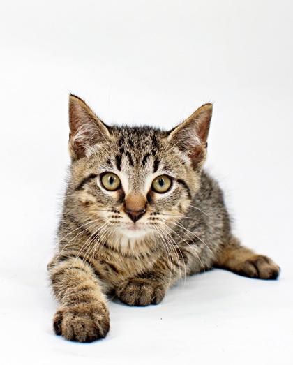 Lucian, Adoptable, Kitten Male Domestic Short Hair & Domestic Short Hair.