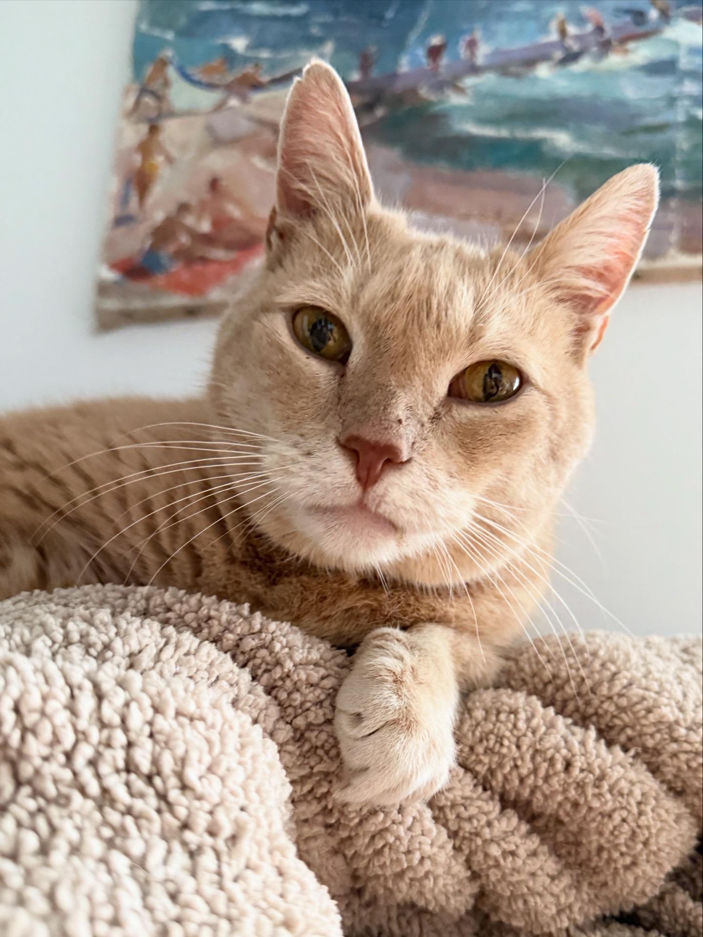 Melon, ADOPTABLE, Senior Male Domestic Short Hair.