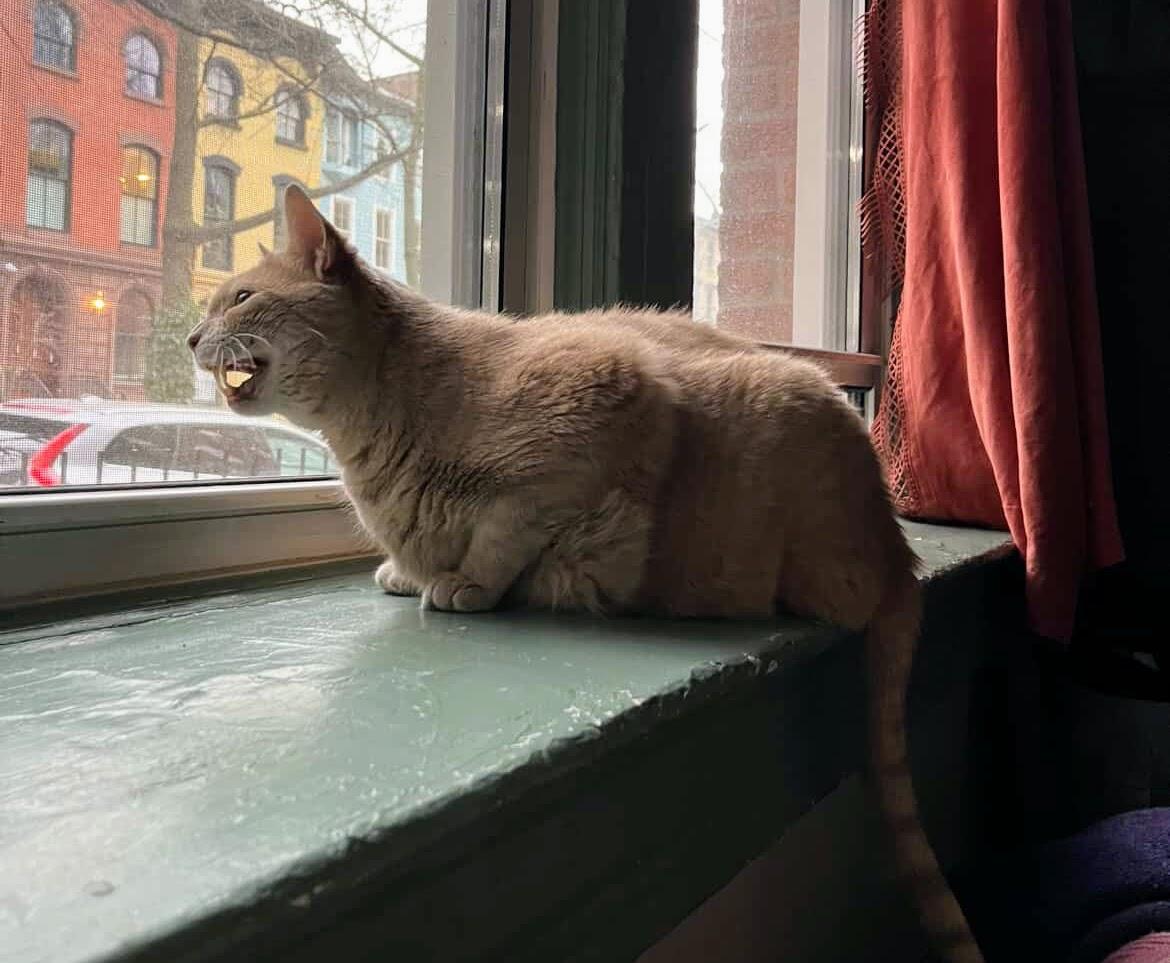 Melon, a ADOPTABLE Domestic Short Hair in Brooklyn, NY image 4/4