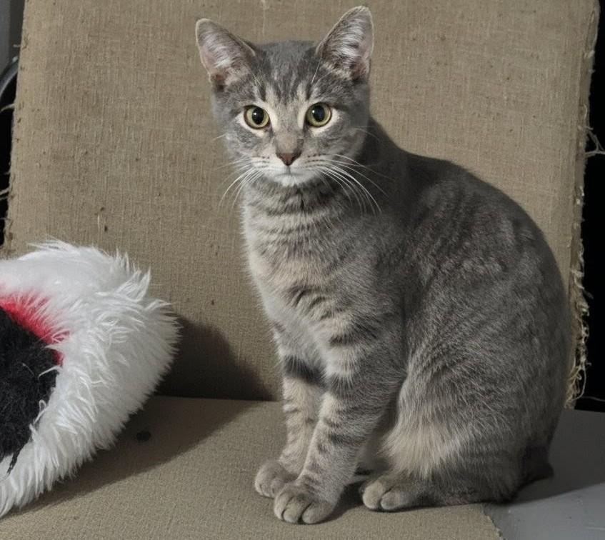 IVORY, ADOPTABLE, Young Female Domestic Short Hair.