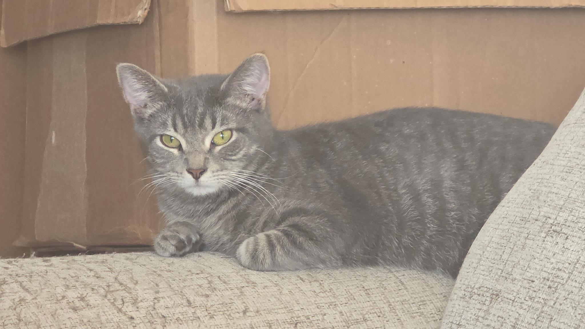 Enlarge IVORY, a ADOPTABLE Domestic Short Hair in Chicago Ridge, IL image 2/2