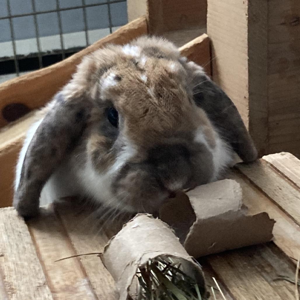 Millie, a Adoptable Mini Lop in Baltimore, MD image 1/6