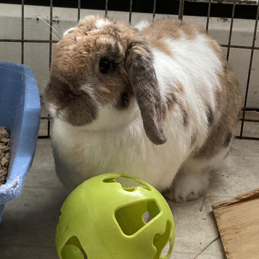 Millie, a Adoptable Mini Lop in Baltimore, MD image 2/6