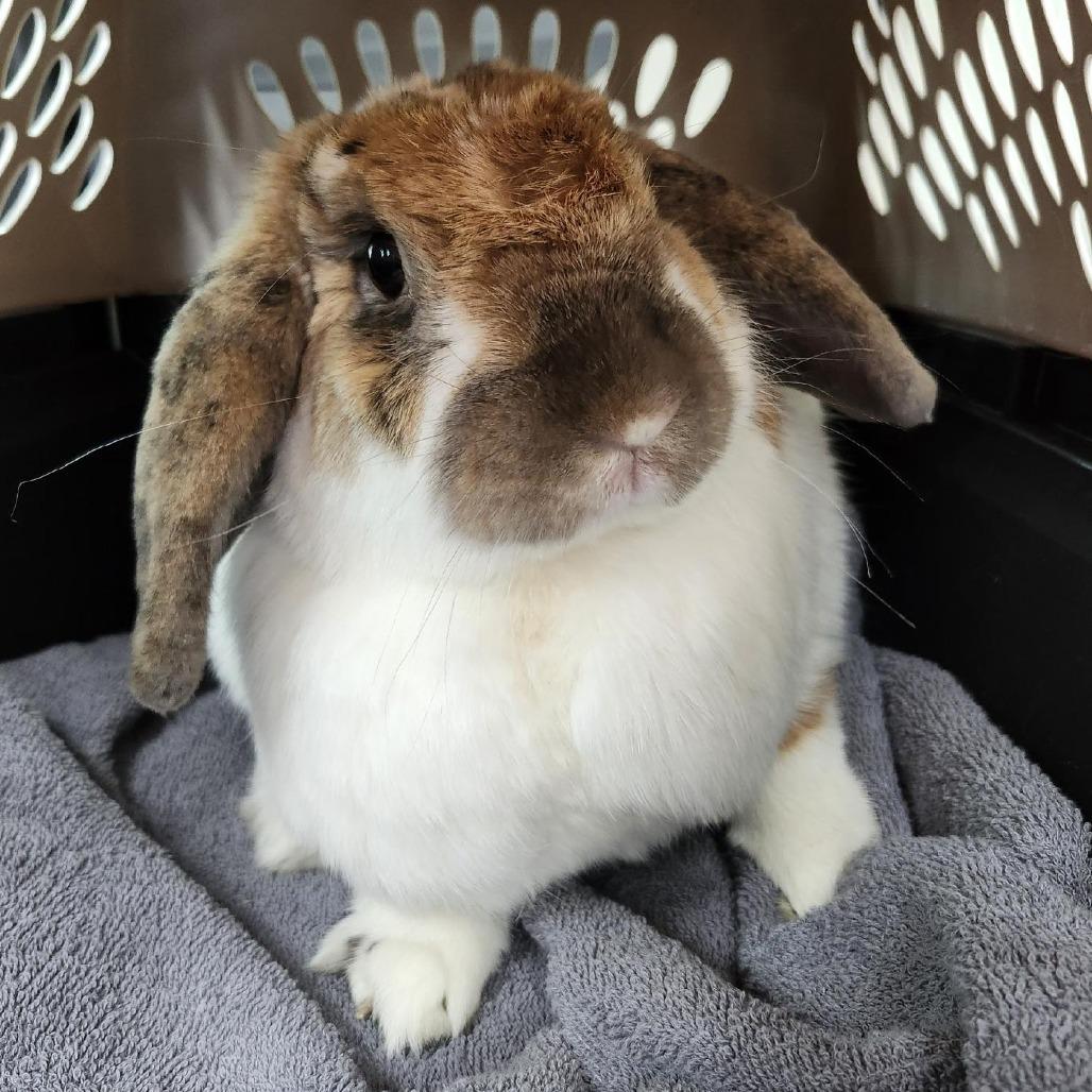 Millie, a Adoptable Mini Lop in Baltimore, MD image 3/6