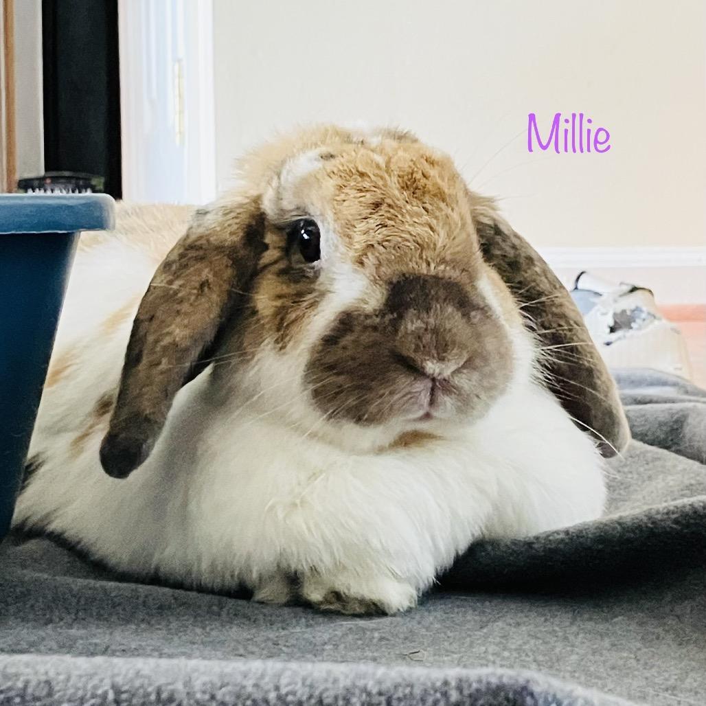 Millie, a Adoptable Mini Lop in Baltimore, MD image 4/6