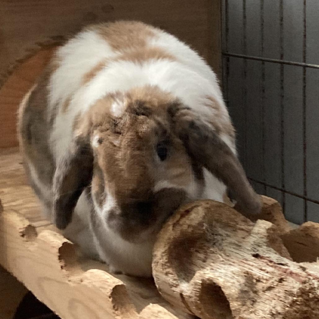 Millie, a Adoptable Mini Lop in Baltimore, MD image 5/6