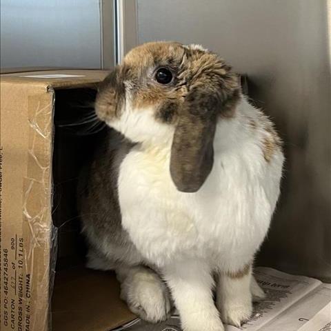 Millie, a Adoptable Mini Lop in Baltimore, MD image 6/6