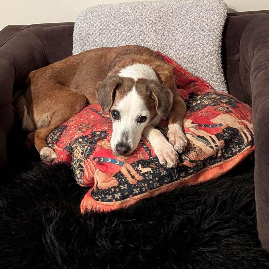 Meeshy, Adoptable, Senior Female Mixed Breed.