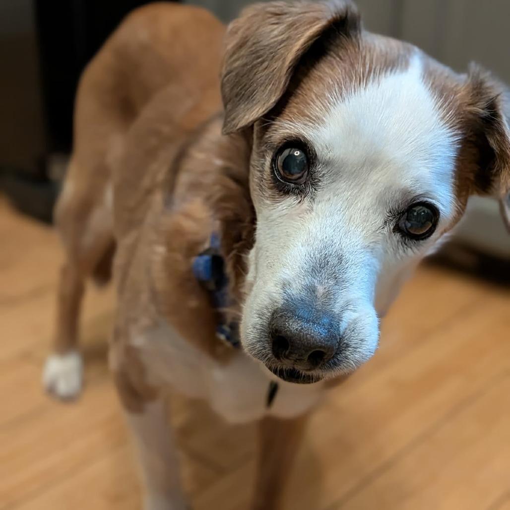 Enlarge Meeshy, a Adoptable Mixed Breed in Murray, UT image 2/5