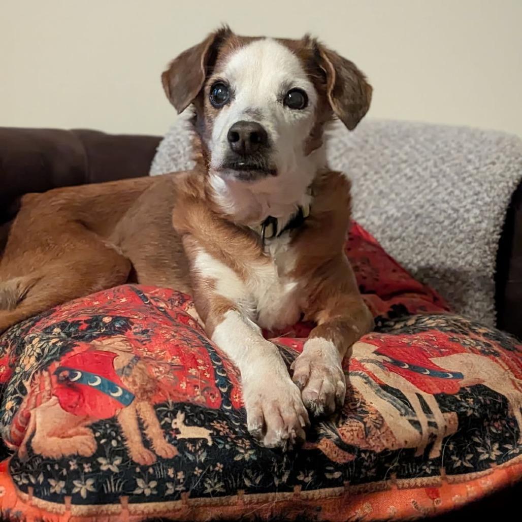 Enlarge Meeshy, a Adoptable Mixed Breed in Murray, UT image 3/5