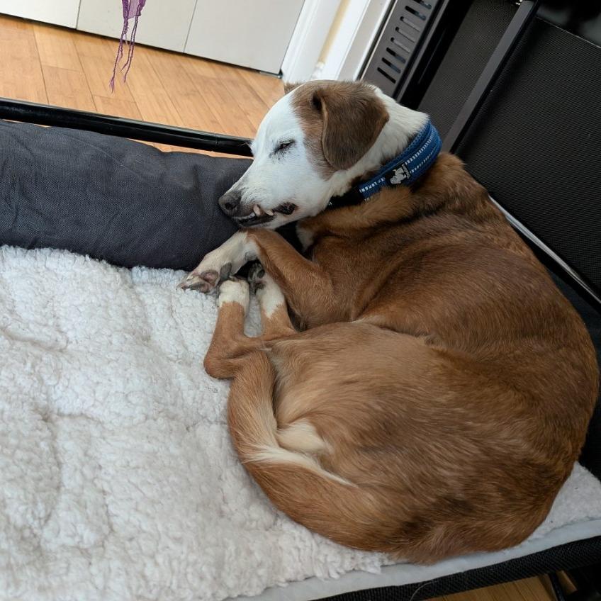 Enlarge Meeshy, a Adoptable Mixed Breed in Murray, UT image 4/5