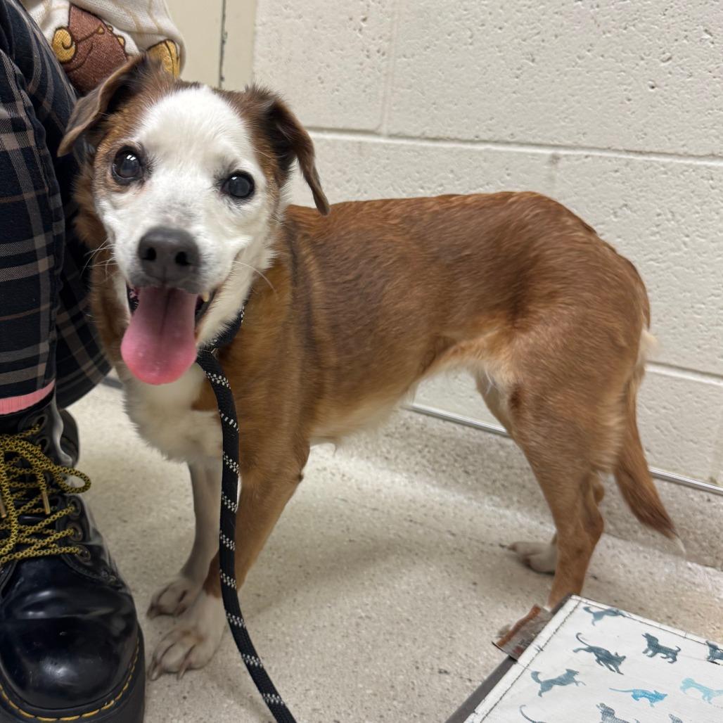 Enlarge Meeshy, a Adoptable Mixed Breed in Murray, UT image 5/5