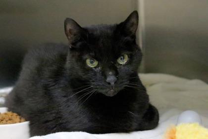 Koalie, Adoptable, Adult Male Domestic Short Hair & Domestic Short Hair.